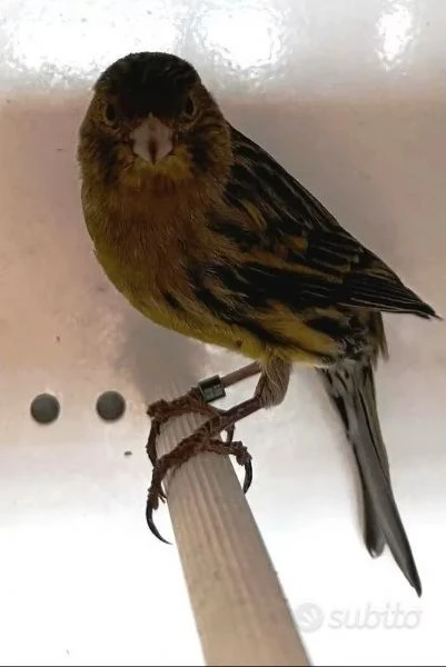 canarini novelli 2025