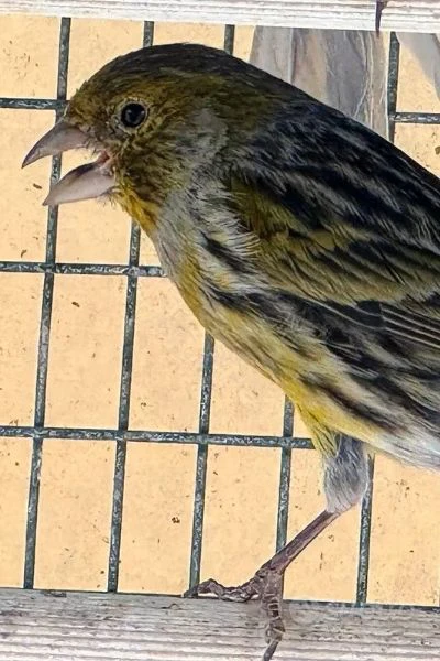 canarini novelli 2025 | Foto 0