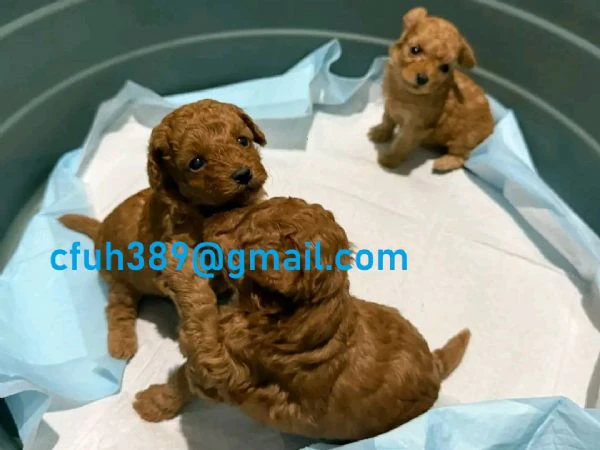 bjyu;;;...cuccioli di barboncino in adozione