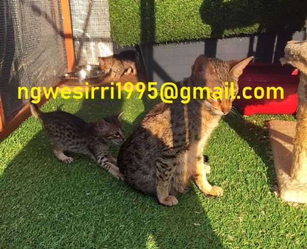 gattini savannah in adozione