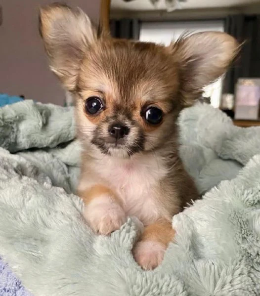 cuccioli di chihuahua disponibili per l'adozione