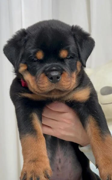 cuccioli di rottweiler disponibili per l'adozione | Foto 1