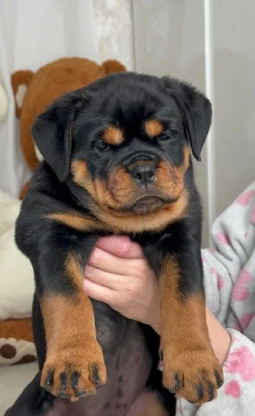cuccioli di rottweiler disponibili per l'adozione | Foto 0