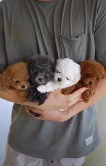 cuccioli di barboncino toy disponibili per l'adozione | Foto 0