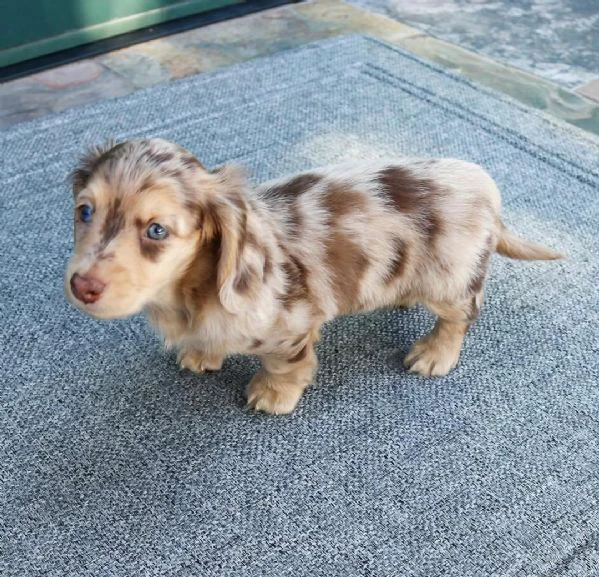  disponibile cucciolo di bassotto per adozione