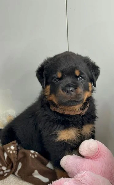 cuccioli di rottweiler disponibili per l'adozione