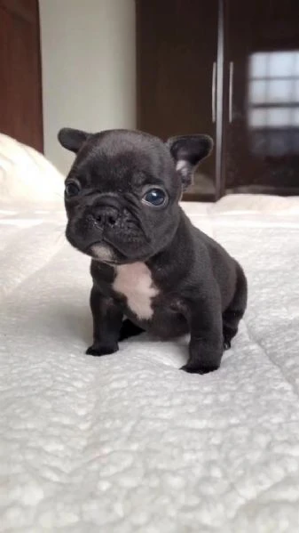 adotta un adorabile cucciolo di bulldog francese
