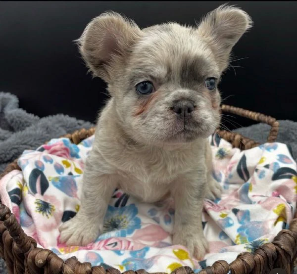 adotta un adorabile cucciolo di bulldog francese | Foto 0