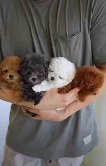 cuccioli di barboncino toy disponibili per l'adozione | Foto 0