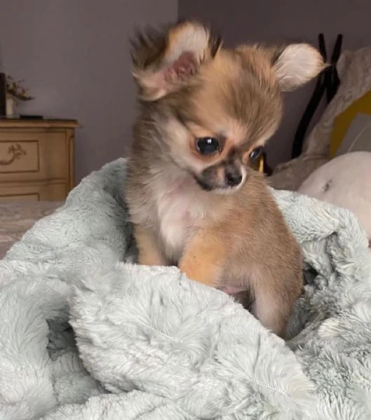 cuccioli di chihuahua disponibili per l'adozione | Foto 0