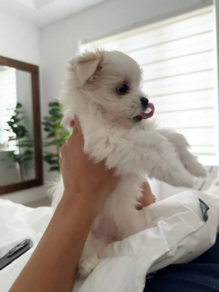 adorabili cuccioli di maltese toy linea coreana | Foto 3