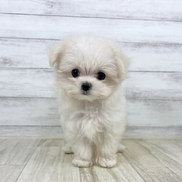 adorabili cuccioli di maltese toy linea coreana | Foto 2