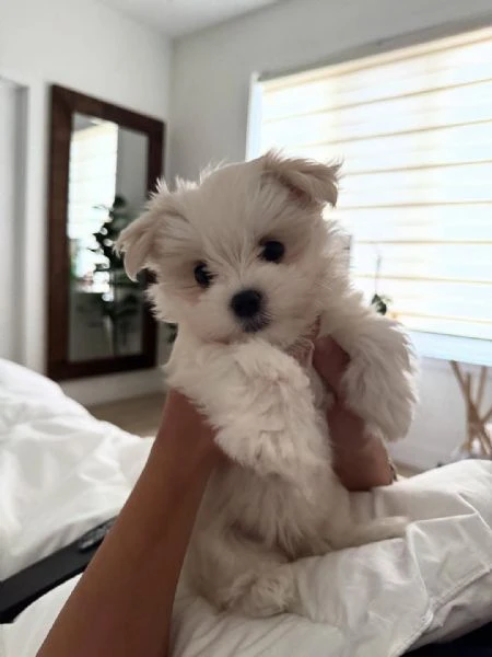 adorabili cuccioli di maltese toy linea coreana