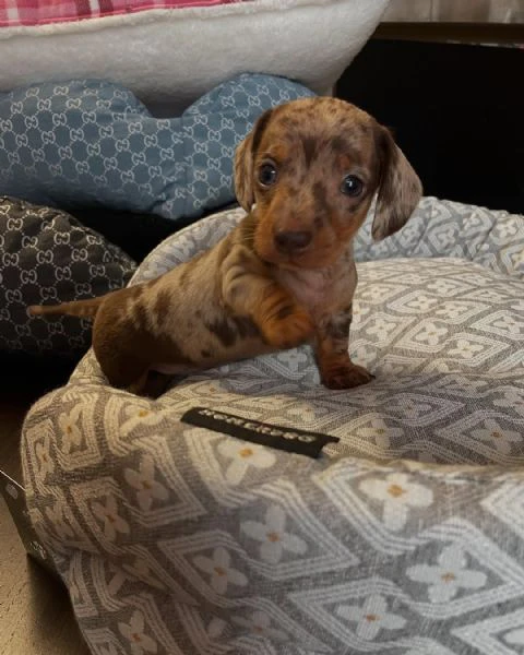 disponibili 2 femmine di bassotto tedesco kaninchen/ nano | Foto 1