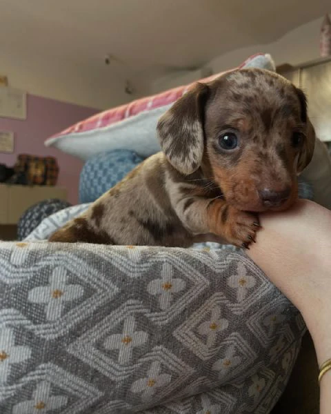 disponibili 2 femmine di bassotto tedesco kaninchen/ nano | Foto 0