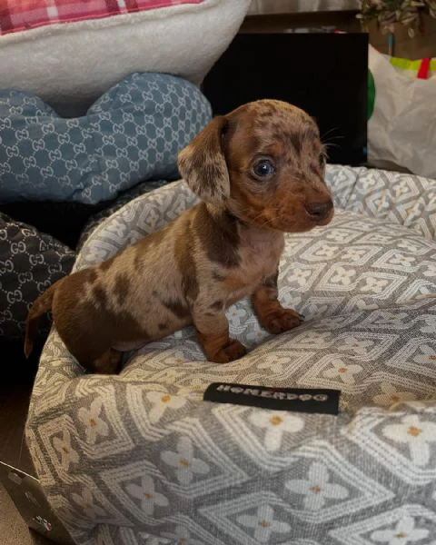 disponibili 2 femmine di bassotto tedesco kaninchen/ nano