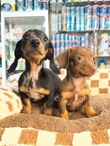 disponibili 2 femmine di bassotto tedesco kaninchen/ nano | Foto 3