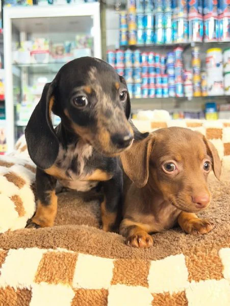 disponibili 2 femmine di bassotto tedesco kaninchen/ nano