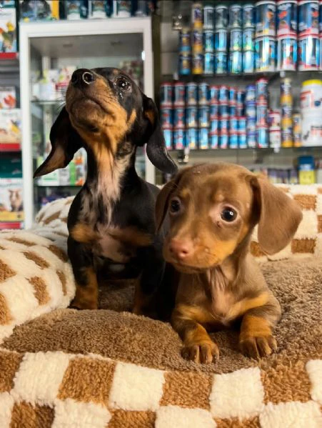 disponibili cuccioli di bassotto tedesco. | Foto 2