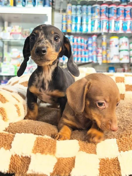 disponibili cuccioli di bassotto tedesco. | Foto 0