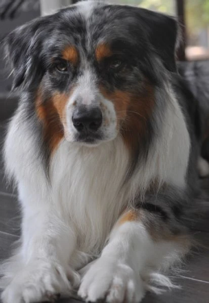 pastore australiano blue merle maschio | Foto 3