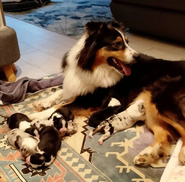 pastore australiano blue merle maschio | Foto 2