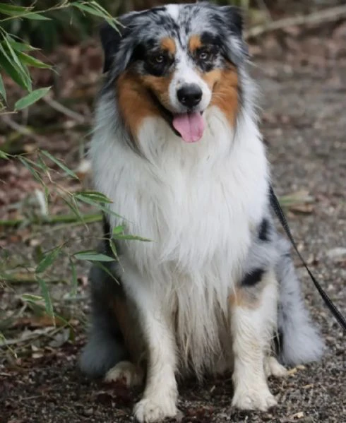 pastore australiano blue merle maschio | Foto 1