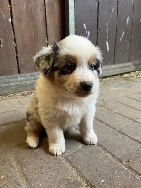 pastore australiano blue merle maschio