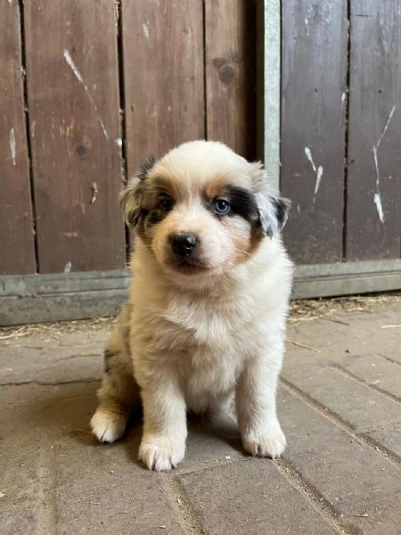 pastore australiano blue merle maschio | Foto 0