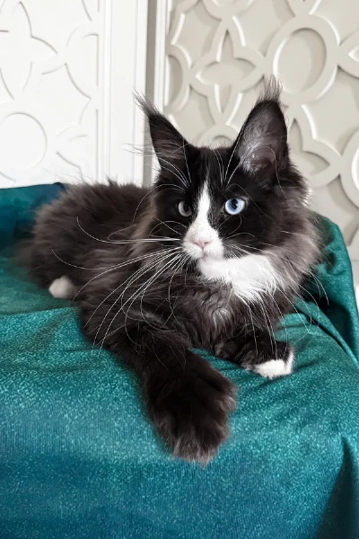 cucciolo maine coon disponibile