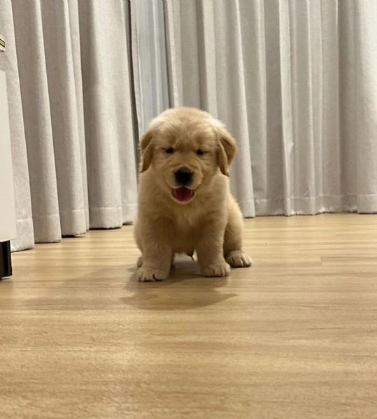disponibile cucciolo di golden retriever. | Foto 0
