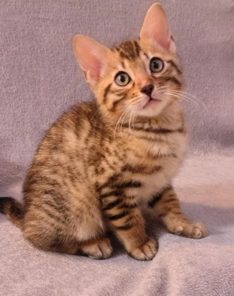 cuccioli di gatto bengala | Foto 0