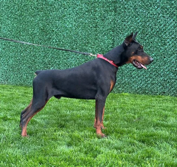 doberman – cuccioli in vendita | Foto 6