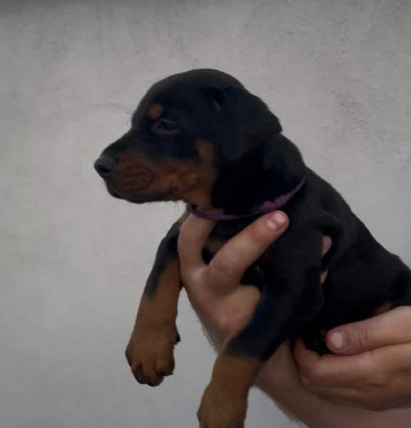 doberman – cuccioli in vendita | Foto 4