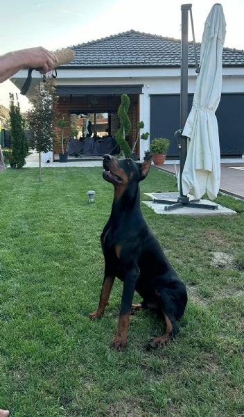 doberman – cuccioli in vendita | Foto 3