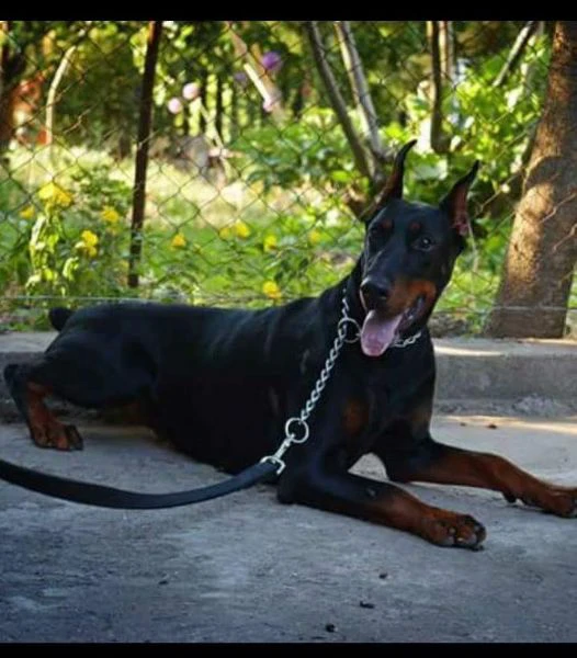 doberman – cuccioli in vendita | Foto 2