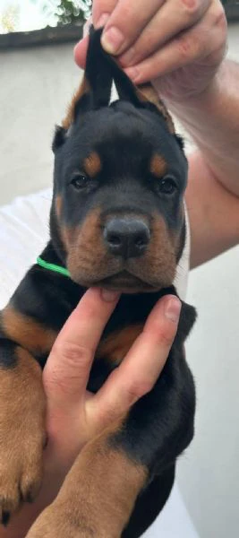 doberman – cuccioli in vendita | Foto 1