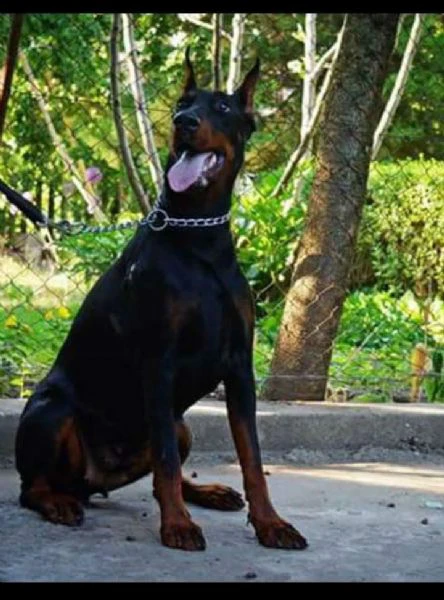doberman – cuccioli in vendita | Foto 0