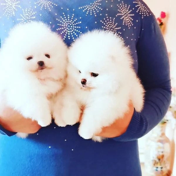 bellissimi cuccioli di pomerania per una buona casa