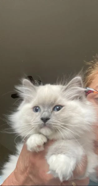 cucciolata blu | Foto 0