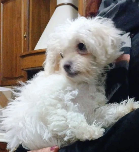 splendidi cuccioli di maltese | Foto 6
