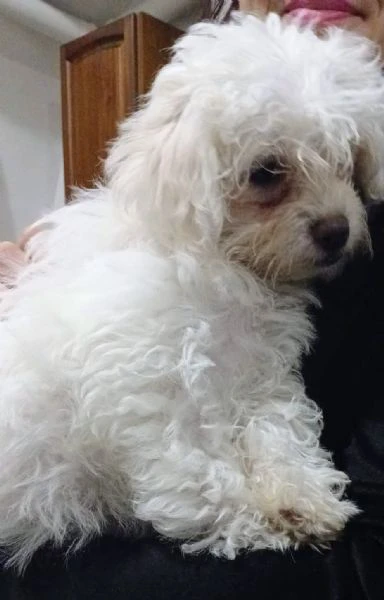 splendidi cuccioli di maltese | Foto 5