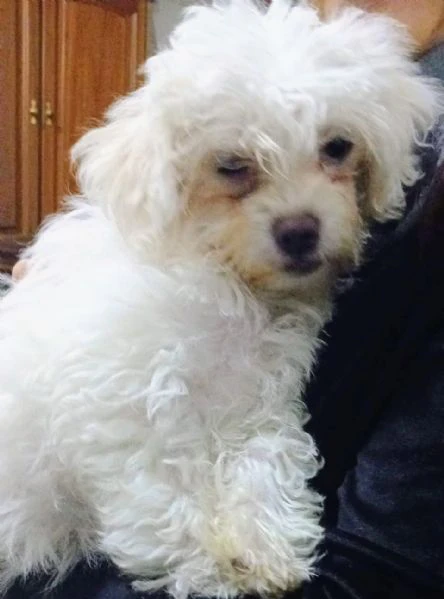 splendidi cuccioli di maltese | Foto 4