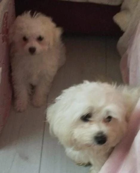 splendidi cuccioli di maltese | Foto 3