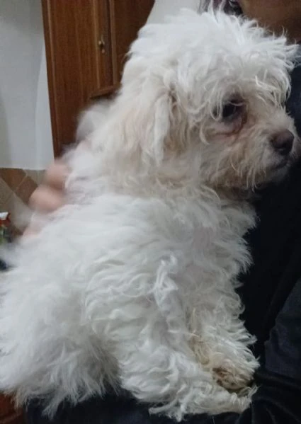 splendidi cuccioli di maltese | Foto 2