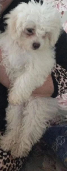 splendidi cuccioli di maltese