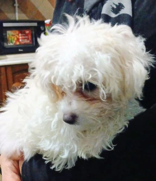 splendidi cuccioli di maltese | Foto 1