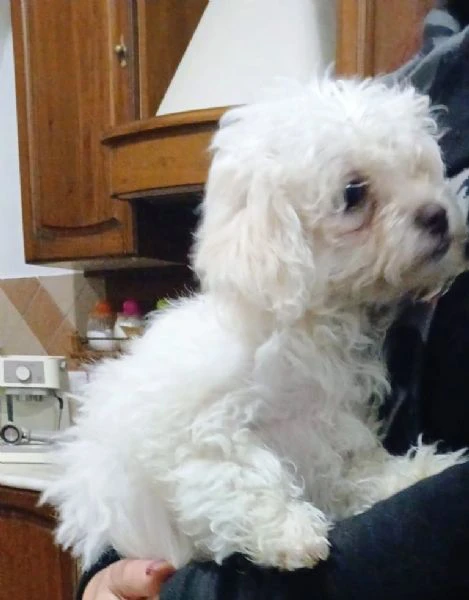 splendidi cuccioli di maltese | Foto 0