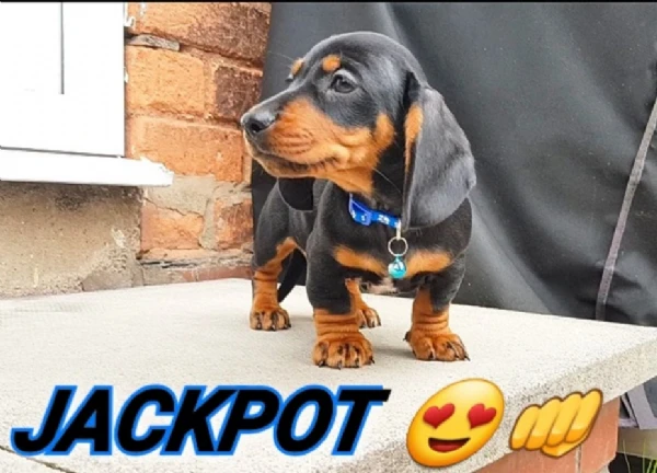 bassott nan cuccioli pronti