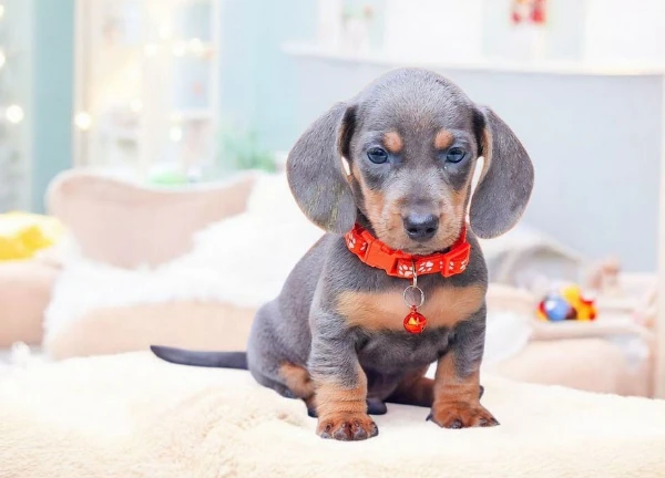 bassott nan in cerca di casa